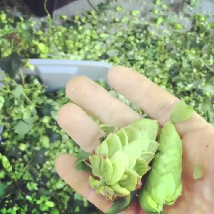 Archive video of hop picking with Northern California hop growers · 2017