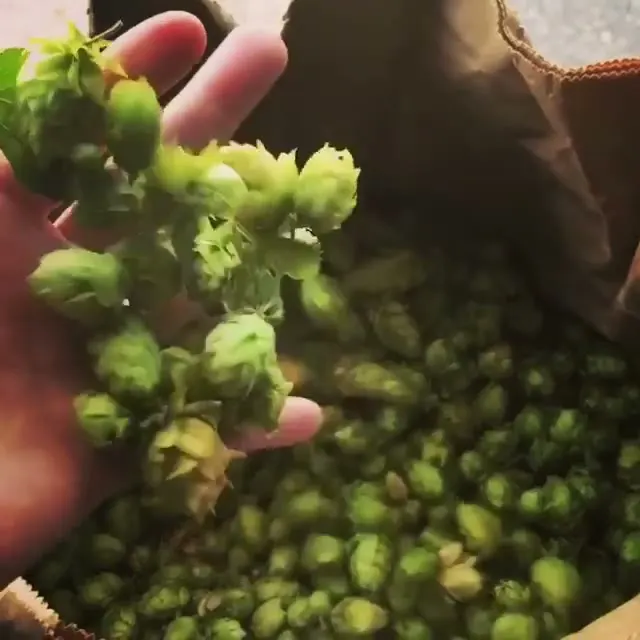 Archive video of a pile of hop cones · 2019